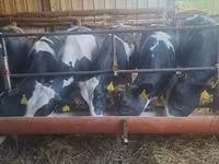 Krava, Russian Black pied cattle — foto 1