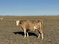 암소, Simmental cattle — 사진 7