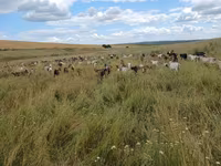 母山羊, Goats — 照片 4