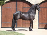 Hengst, Friesian — foto 1