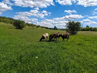 Får, Dorper sheep — foto 3