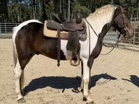 Айғыр, American paint horse — 3-сурет
