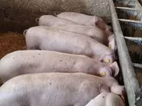 Beer, Varkens — foto 1