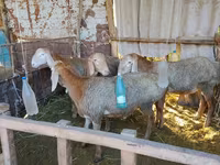 Beran, Arashan sheep — foto 6