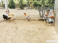 Chickens — รูปภาพ 1