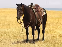 Horse (M), Quarter Horse — photo 3