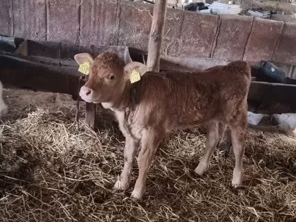 Бик, Simmental cattle