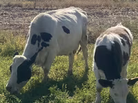Kuh, Holstein-Rasse — Foto 4