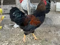 Chickens — عکس 8