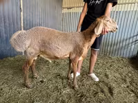 የጎትት አውራ በግ, Arashan sheep — ፎቶ 3