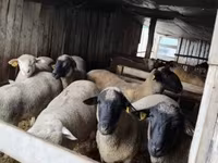 قوچ, Ile-de-France sheep — عکس 1