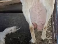Kambing betina, Saanen goat — foto 3