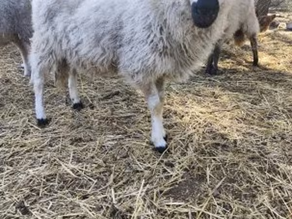 Ovce, Dorper sheep