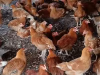 Chickens — zdjęcie 1
