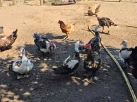 Ducks — รูปภาพ 1