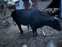 Krava, Latvian Blue cattle — foto 7