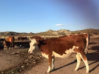 Lembu jantan, Kazakh White-headed cow — foto 6