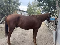 اسب نر, Kyrgyz Horse — عکس 4