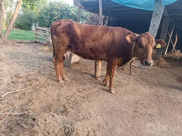 گاو ماده, Red Estonian cattle