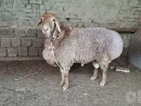 قوچ, گوسفند — عکس 2
