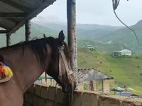 Koń, Azerbaijan horse — zdjęcie 2