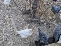 Chickens — foto 3