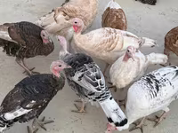 Turkeys — फ़ोटो 3
