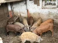 หมูป่าตัวผู้, Мангалица — รูปภาพ 1