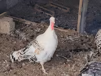 Turkeys — عکس 2
