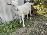 Kambing (lot, jantina tidak dinyatakan), Goats — foto 2