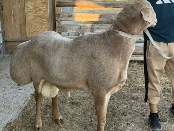 Қошқар, Edilbay sheep