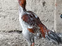 Chickens — picha 2