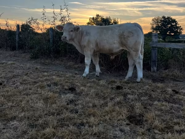 Vaca, Raza de vaca