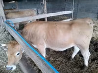 গাভী, Aubrac cattle — ছবি 3