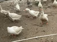 Кубань — 3 зураг