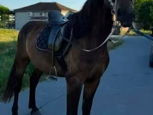 公马, Horses