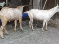 ছাগল, ছাগল — ছবি 3