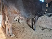 گاو ماده, گاو — عکس 7