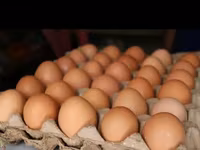Chickens — foto 1