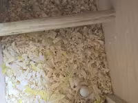 Məhsul: Dalmatin/limon rəng çalarları olan cüt dalmaçyalı-budgerigar — fotografija 2