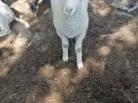 قوچ, Tsigai sheep — عکس 4