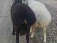 Baran, Owce — zdjęcie 1