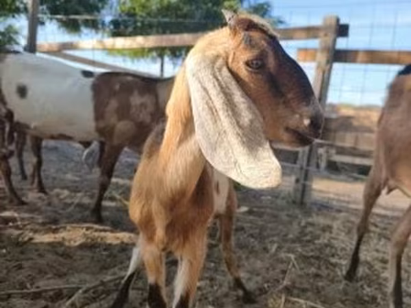 Capra, Nubian Goat