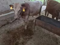 Lembu jantan, Simmental cattle — foto 3