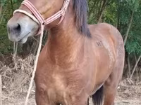 Horse (M), Horses — photo 3