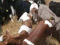 Banteng, Cattle — foto 7