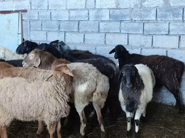 Sheep, Sheep — Kyrgyzstan
