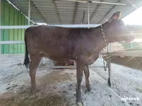 牛只（批次，未指定性别）, Cattle — 照片 3