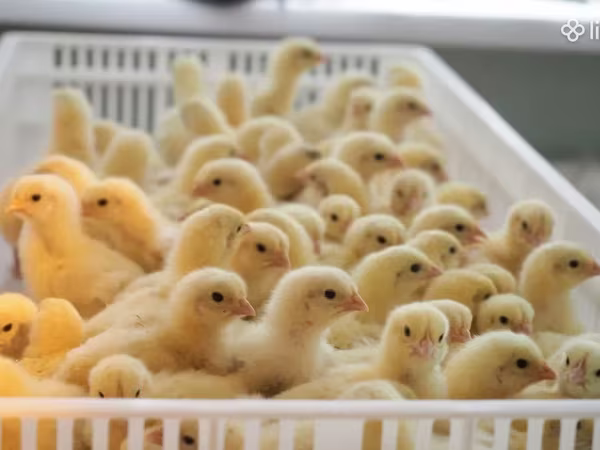 Chickens — Armenia