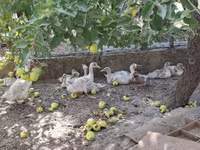 Ducks — ảnh 1